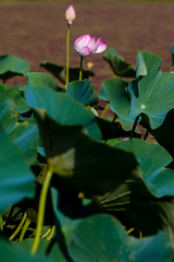 آغاز شکفتن نیلوفرهای آبی تالاب انزلی 